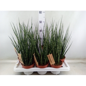 Sansevieria  'Fernwood'