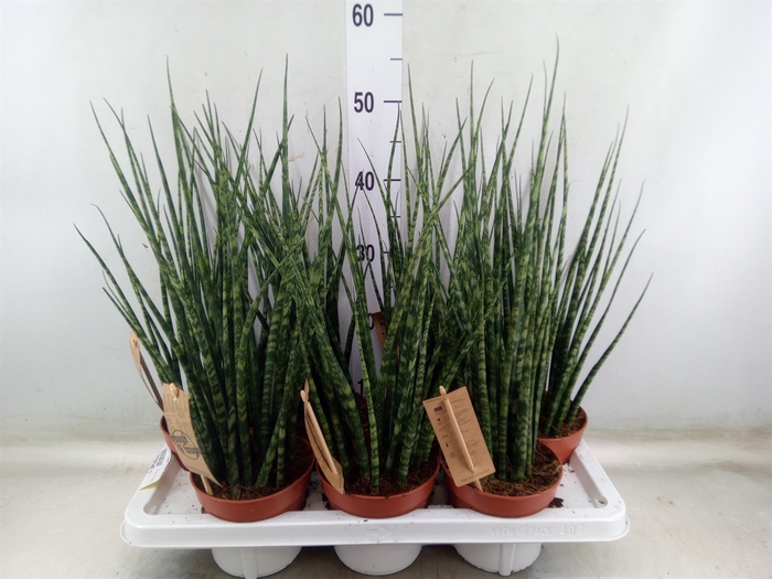 <h4>Sansevieria  'Fernwood'</h4>