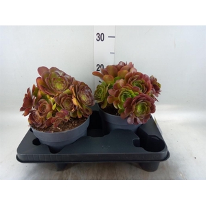 Aeonium arboreum 'Velours'