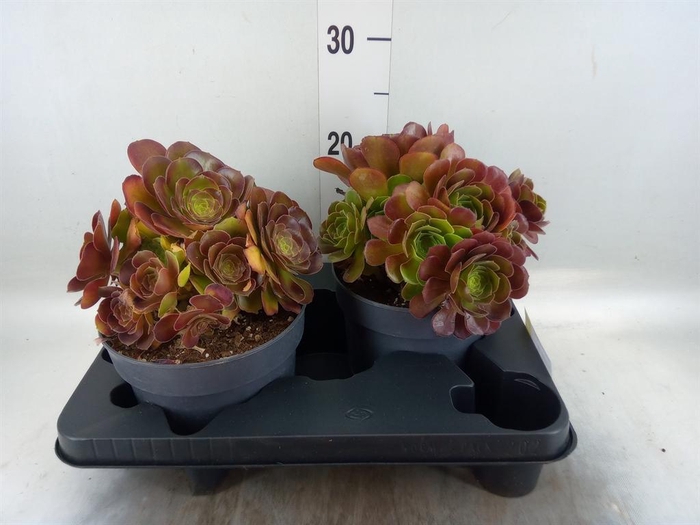 <h4>Aeonium arboreum 'Velours'</h4>