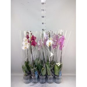 Phalaenopsis   ...mix  5