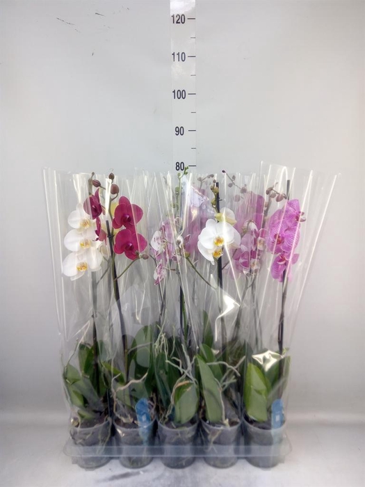 <h4>Phalaenopsis   ...mix  5</h4>