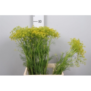 Anet Graveolens
