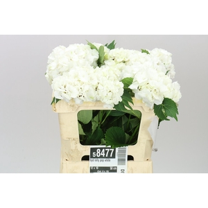 Hyd Lolly Pop White