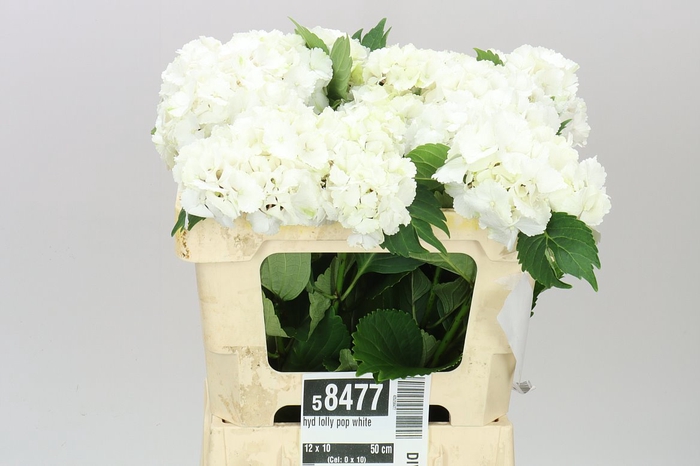 <h4>Hyd Lolly Pop White</h4>