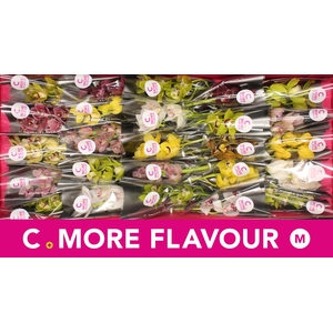 Mini cymbidium 'Mix 30' cm