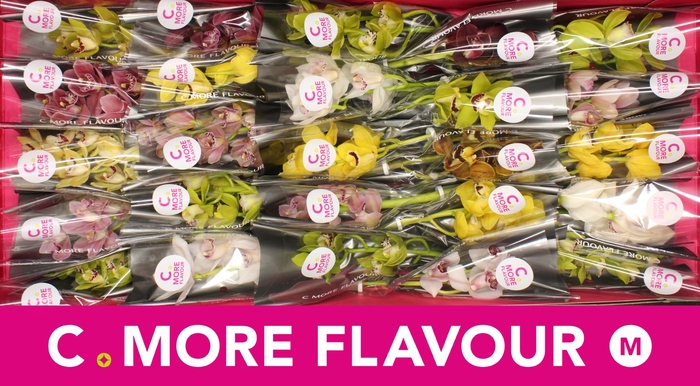 <h4>Mini cymbidium 'Mix 30' cm</h4>