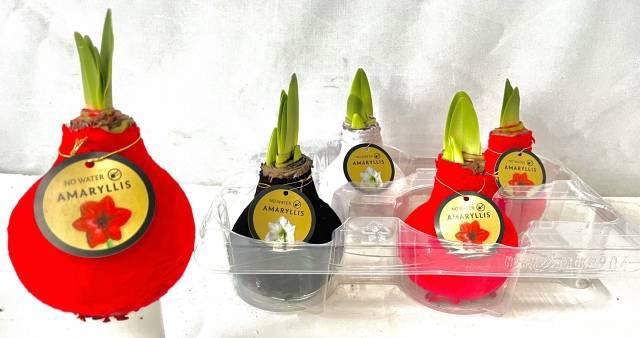 <h4>BLOEMBOL HIPPEASTRUM</h4>