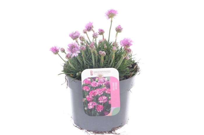 <h4>Armeria maritima Rosea</h4>