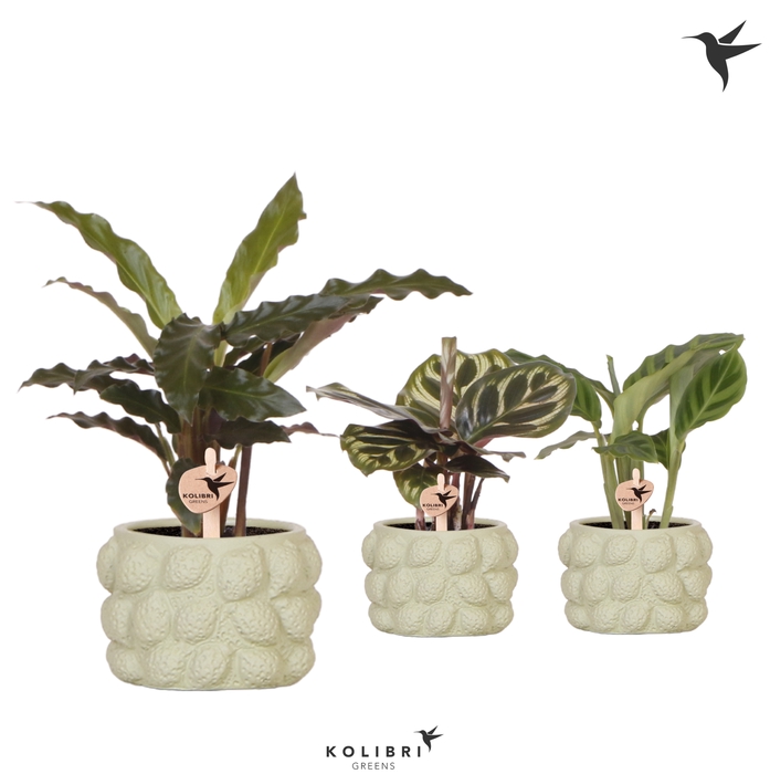 <h4>Calathea Gemengd Keramiek Citrus Green</h4>