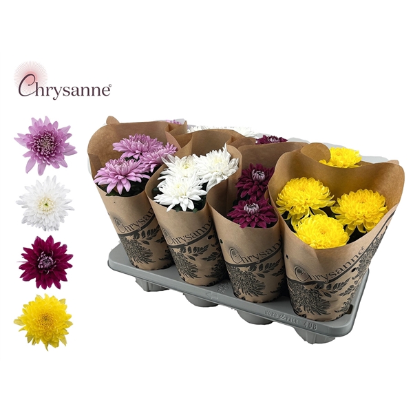 <h4>Chrysanne Zembla Mix Papieren hoes</h4>