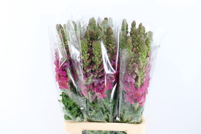 <h4>Antir Overig Lilac</h4>