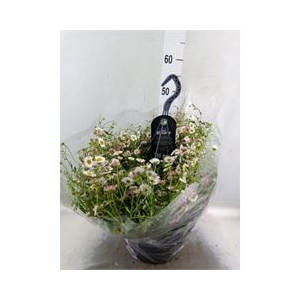 Erigeron   ...