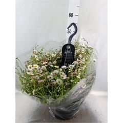 <h4>Erigeron   ...</h4>