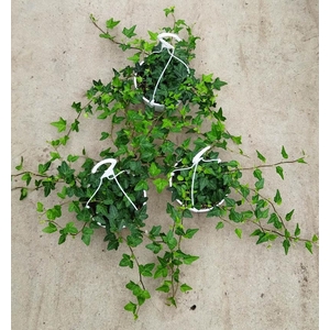 HEDERA HELIX p14 groen