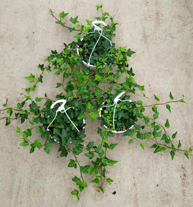 <h4>HEDERA HELIX p14 groen</h4>