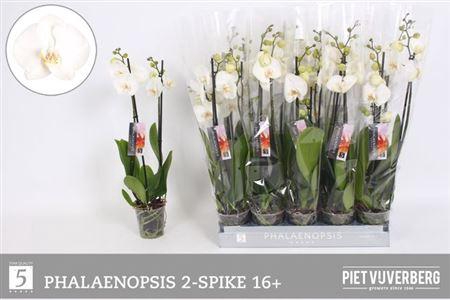 <h4>Phal Ov Wit</h4>