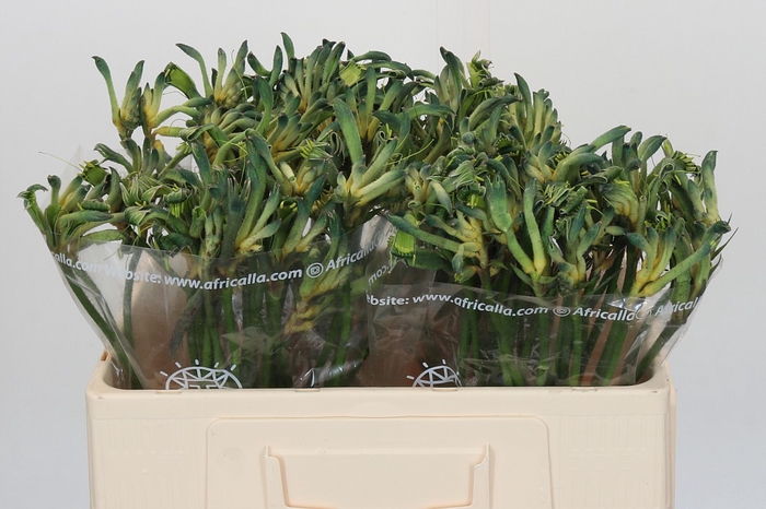 <h4>Anigozanthos Bush Diamond</h4>