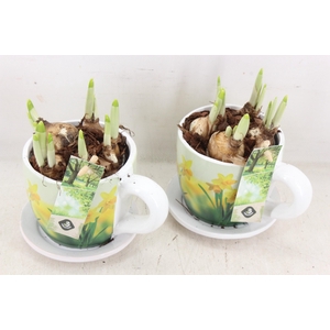 arr4 Narcis JS - Ker. narcis mok x6