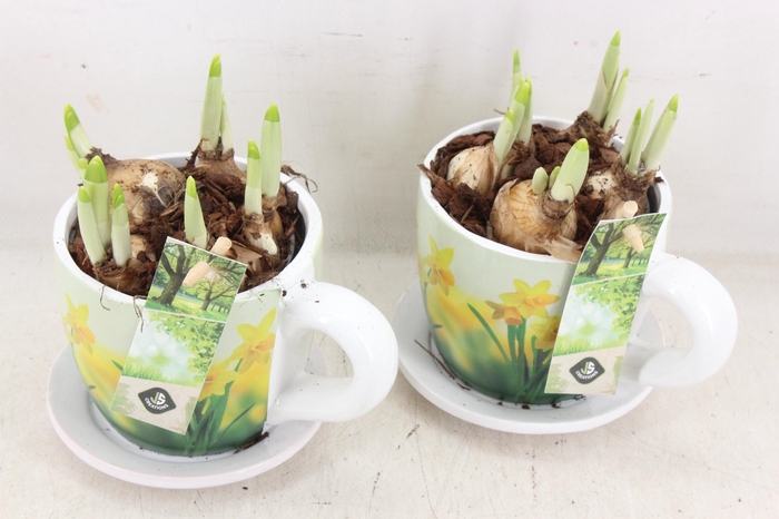 <h4>arr4 Narcis JS - Ker. narcis mok x6</h4>