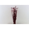 Dried Papaver X5 Red Bunch