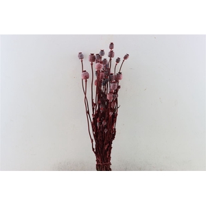 Dried Papaver X5 Red Bunch