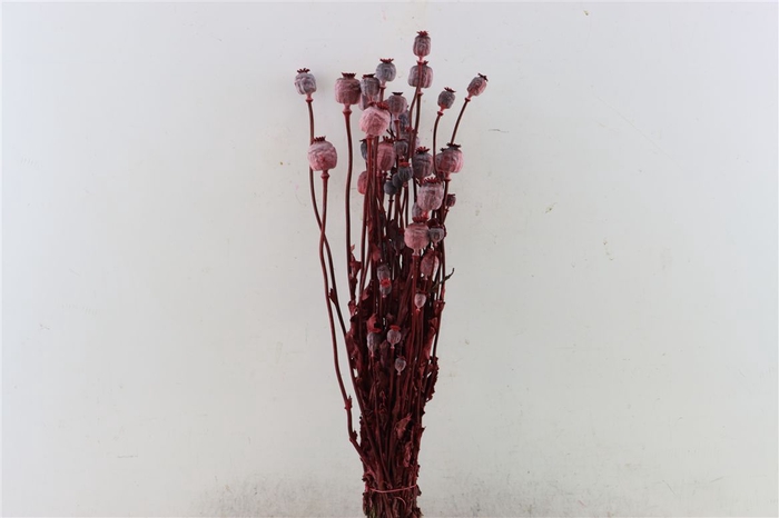<h4>Dried Papaver X5 Red Bunch</h4>