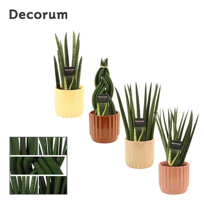 <h4>Sansevieria Cylindrica 12 cm Mix in Liam (Coffee blend-collecti</h4>