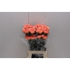 Di St Hermes Orange