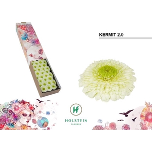 Gerbera mini Pomponi Kermit 2.0