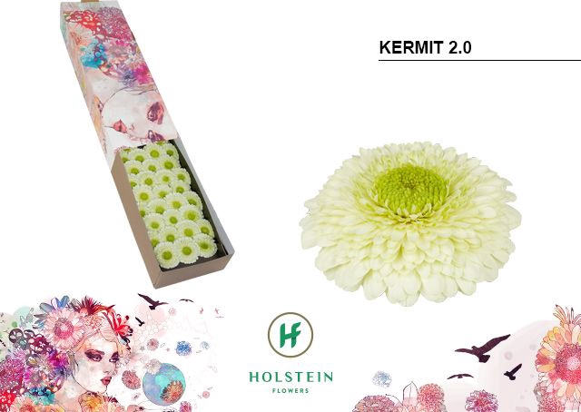 <h4>Germini Pomponi Kermit Doos</h4>