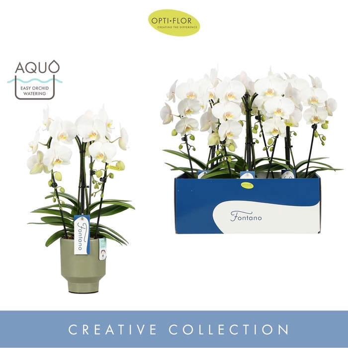 Phalaenopsis wit meer takken