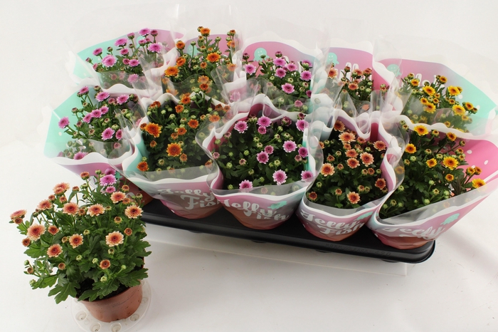 <h4>CHRYS JELLYFI GEM</h4>