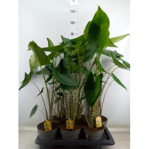Alocasia zebrina