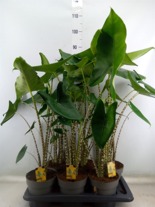 <h4>Alocasia zebrina</h4>