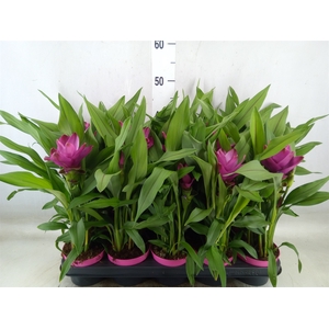 Curcuma alism. 'Siam Sublime'