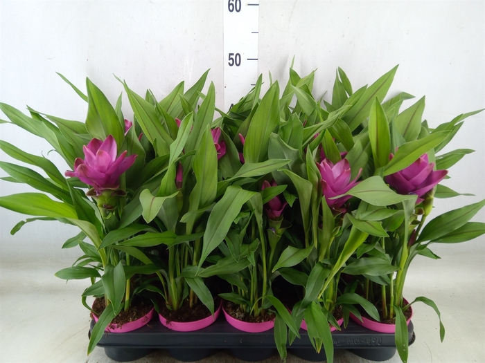 <h4>Curcuma alism. 'Siam Sublime'</h4>