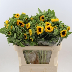 Helianthus Vincent's Choice