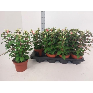 FUCHSIA W JUBELTEEN