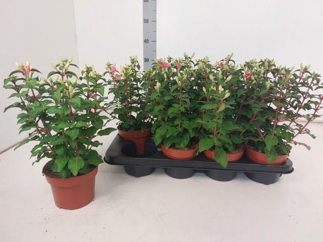 <h4>FUCHSIA W JUBELTEEN</h4>