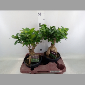 Ficus microcarpa 'Ginseng'