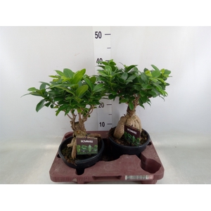 Ficus microcarpa 'Ginseng'