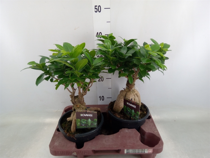 <h4>Ficus microcarpa 'Ginseng'</h4>