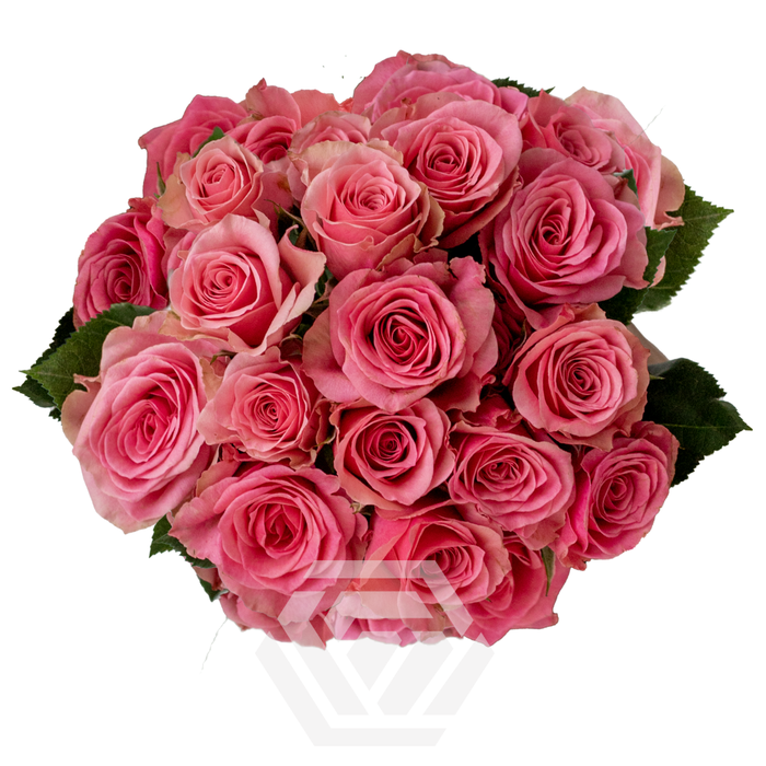 <h4>R TR PINK JEWEL Tessa</h4>