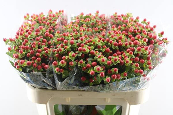 <h4>Hypericum Tomato Flair</h4>