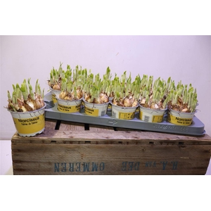 arr8 Narc O Tete A Tete