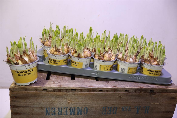 <h4>arr8 Narc O Tete A Tete</h4>