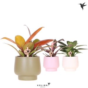Kolibri Greens Philodendron mix in Scandic pot mix