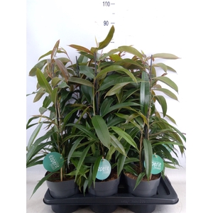 Ficus binn. 'Amstel King'
