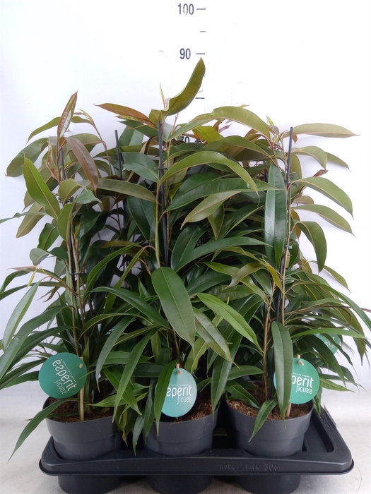 <h4>Ficus binn. 'Amstel King'</h4>